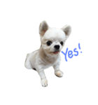 Mydog Roco（個別スタンプ：7）