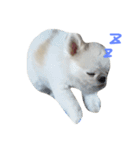 Mydog Roco（個別スタンプ：8）