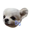 Mydog Roco（個別スタンプ：9）
