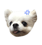 Mydog Roco（個別スタンプ：10）