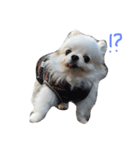 Mydog Roco（個別スタンプ：13）