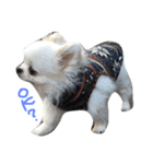 Mydog Roco（個別スタンプ：14）