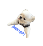 Mydog Roco（個別スタンプ：15）