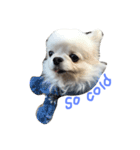 Mydog Roco（個別スタンプ：16）