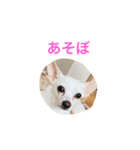 ロココ2（個別スタンプ：11）