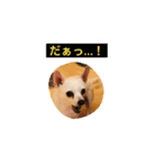 ロココ2（個別スタンプ：14）
