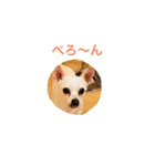 ロココ2（個別スタンプ：15）