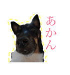 小次郎の小言（個別スタンプ：3）