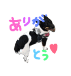 小次郎の小言（個別スタンプ：4）