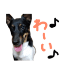 小次郎の小言（個別スタンプ：8）