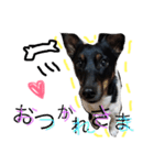 小次郎の小言（個別スタンプ：10）
