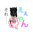 小次郎の小言（個別スタンプ：13）