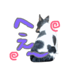 小次郎の小言（個別スタンプ：14）