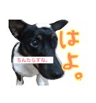 小次郎の小言（個別スタンプ：15）
