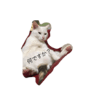 我が家の猫スタンプ 3匹の猫たち（個別スタンプ：1）