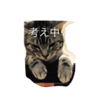 我が家の猫スタンプ 3匹の猫たち（個別スタンプ：3）