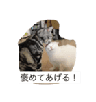 我が家の猫スタンプ 3匹の猫たち（個別スタンプ：6）