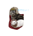 我が家の猫スタンプ 3匹の猫たち（個別スタンプ：8）