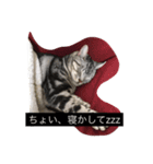 我が家の猫スタンプ 3匹の猫たち（個別スタンプ：9）
