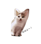 我が家の猫スタンプ 3匹の猫たち（個別スタンプ：10）