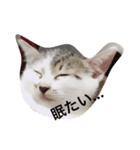 我が家の猫スタンプ 3匹の猫たち（個別スタンプ：11）