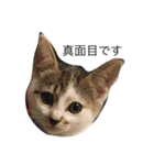 我が家の猫スタンプ 3匹の猫たち（個別スタンプ：12）