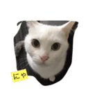 我が家の猫スタンプ 3匹の猫たち（個別スタンプ：14）