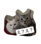 我が家の猫スタンプ 3匹の猫たち（個別スタンプ：15）