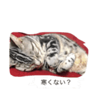 我が家の猫スタンプ 3匹の猫たち（個別スタンプ：16）