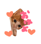猫のpopo★（個別スタンプ：1）