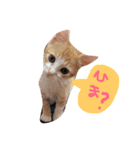 猫のpopo★（個別スタンプ：3）