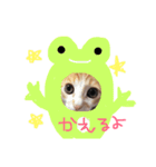 猫のpopo★（個別スタンプ：4）