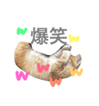 猫のpopo★（個別スタンプ：6）