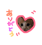 猫のpopo★（個別スタンプ：8）