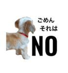 ウチのブサカワ犬   うに（個別スタンプ：2）