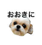 ウチのブサカワ犬   うに（個別スタンプ：3）