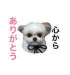 ウチのブサカワ犬   うに（個別スタンプ：4）