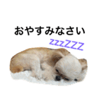 ウチのブサカワ犬   うに（個別スタンプ：7）