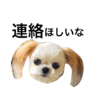 ウチのブサカワ犬   うに（個別スタンプ：8）