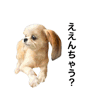 ウチのブサカワ犬   うに（個別スタンプ：9）