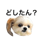 ウチのブサカワ犬   うに（個別スタンプ：10）