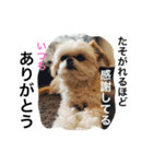 ウチのブサカワ犬   うに（個別スタンプ：12）