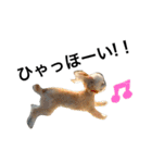 ウチのブサカワ犬   うに（個別スタンプ：13）