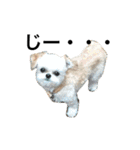 ウチのブサカワ犬   うに（個別スタンプ：15）