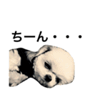ウチのブサカワ犬   うに（個別スタンプ：17）