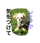 ウチのブサカワ犬   うに（個別スタンプ：19）
