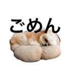 ウチのブサカワ犬   うに（個別スタンプ：20）