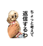 ウチのブサカワ犬   うに（個別スタンプ：21）