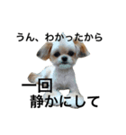 ウチのブサカワ犬   うに（個別スタンプ：22）