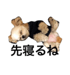 ウチのブサカワ犬   うに（個別スタンプ：24）